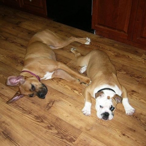 DogTired