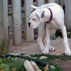 What's in the garden?