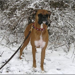 Nestle in winter