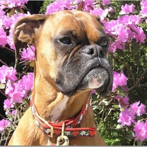 Nestle in Spring