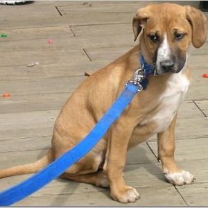 Hobart as a puppy