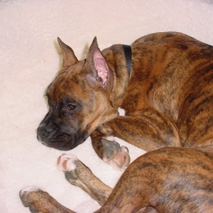 Worn out and crashed in new bed