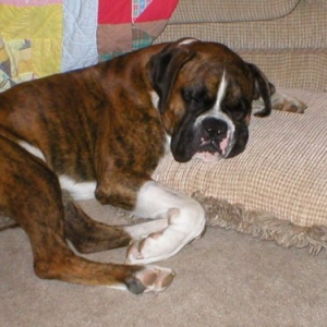 Bo_Bo_s_tired_2