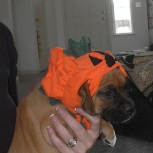 Falko halloween
