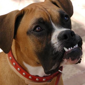 Smiling Benson