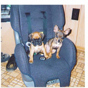 Duke on left and junior on right.