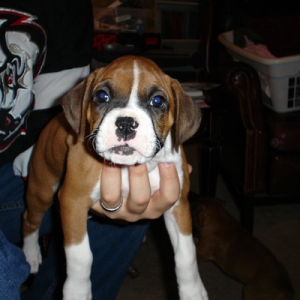Roxy