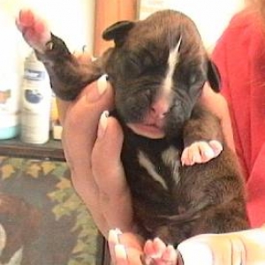 newborn Zeus