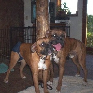 Still best pals