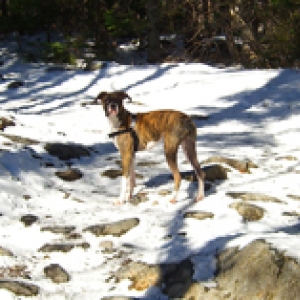 Lucysnow