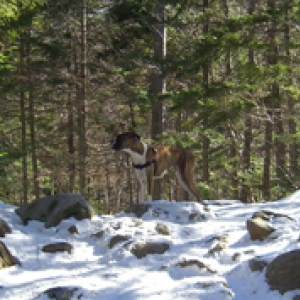 Lucy on Mt. Washington