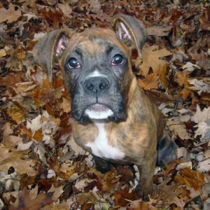 Romeo in the leaves