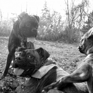 Romeo and his pals, Link and Mojo