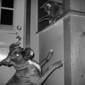 Romeo and Graycliff