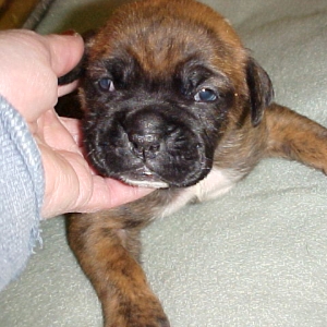 Riley, Brindle and Fab!