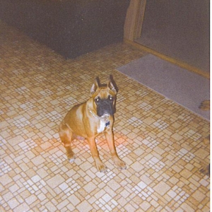 Duke getting a little bigger.