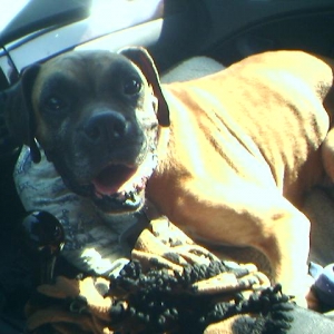 Gibney loved the car rides...