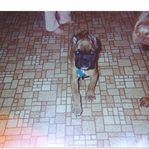 Duke when we had his ears done.
