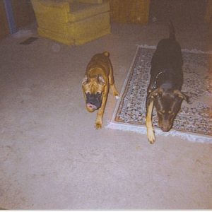 Duke and roxie..double trouble!