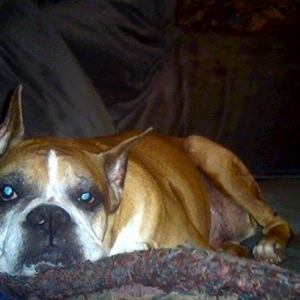 Dexter on the couch