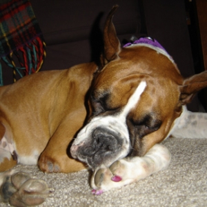 sleepyhead1