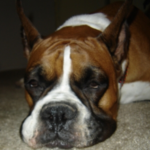 sleepyhead2