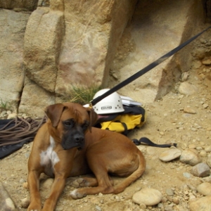 At the end of the leash