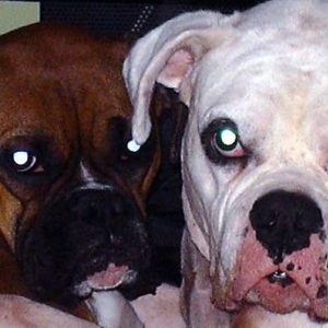 Bailey and Sammy