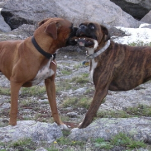 Playing tug with a stick