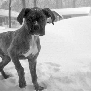 First Snowfall
