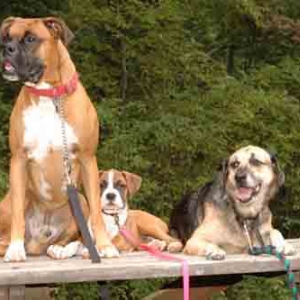 A dog day in the park