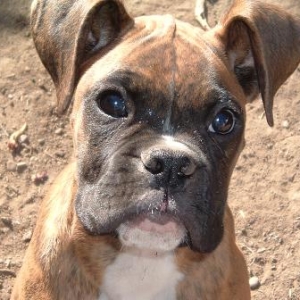 Gotta Love those Ears!