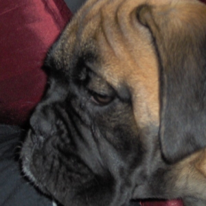 Toby