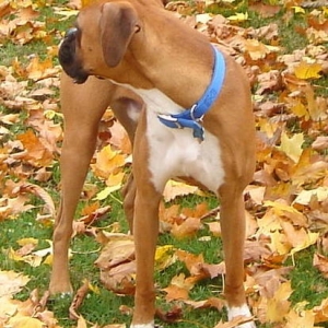 More Rocky in the leaves.