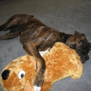 Sasha new toy