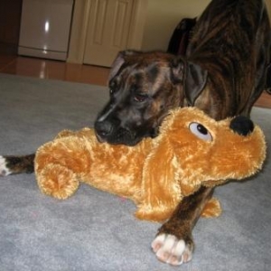 Sasha toy 6 months