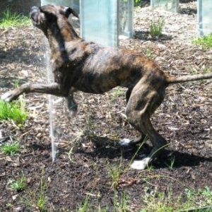 Sasha playing with sprinkler