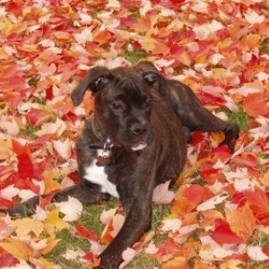 Rocco 4mo