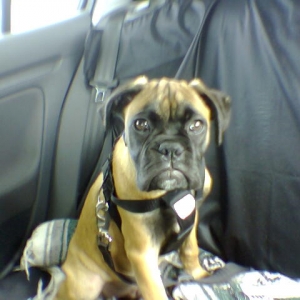 Buckled up