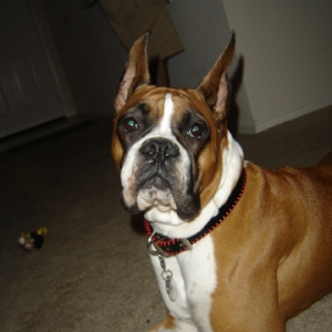 sweetface