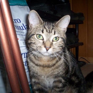 My tabby "Girlfriend"
