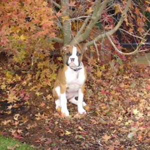 Bella's Favorite Tree