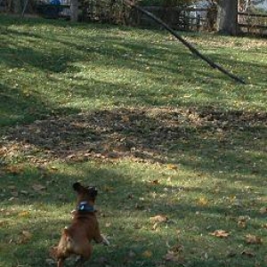 Chasing a stick