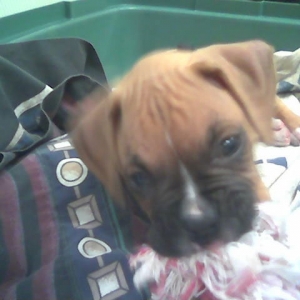 Jax