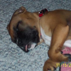 Sleeping with tongue out
