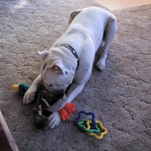 BIrthday Toys