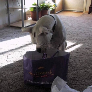 Opening Birthday Presents