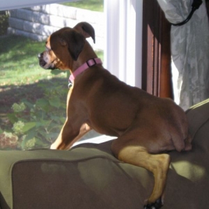 on the look out for cats and squirrels!!!
