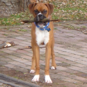 Rocky with a stick.