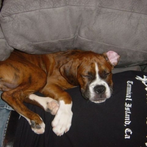 Chopper & Daddy